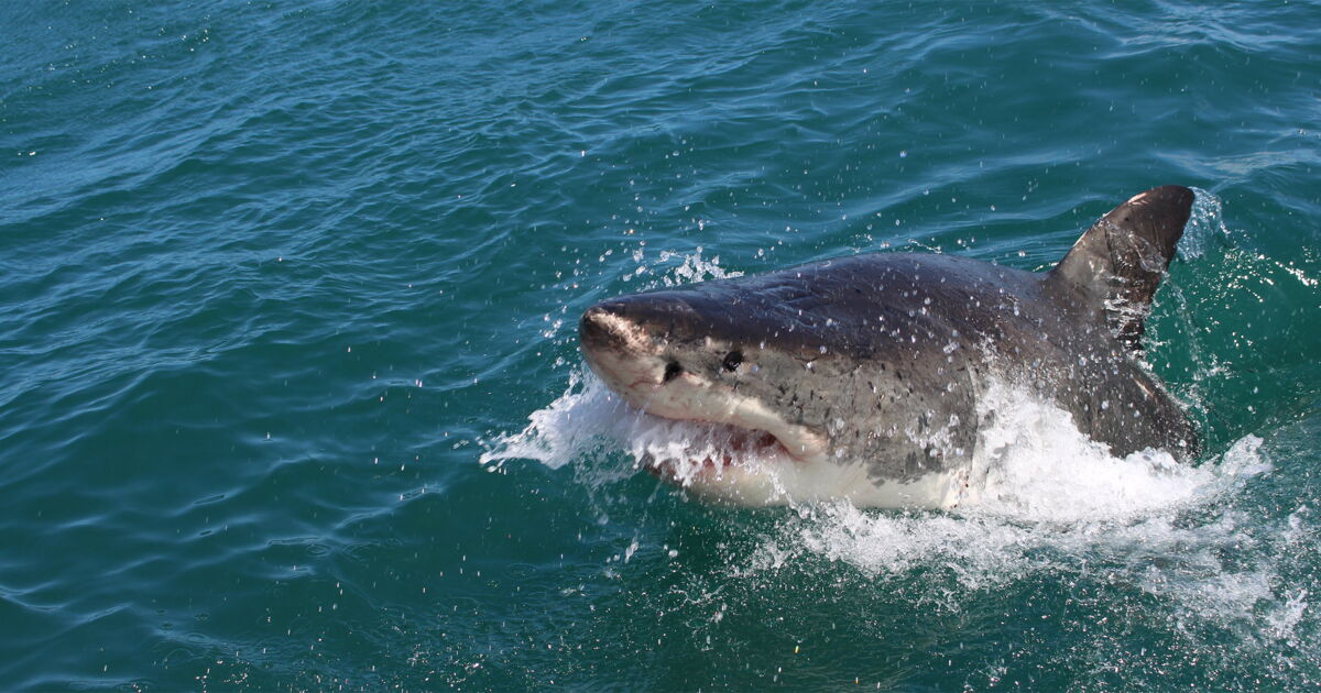 Tourist Steht Am Abgrund Weisser Hai Richtet Blutbad An Travelnews Ch