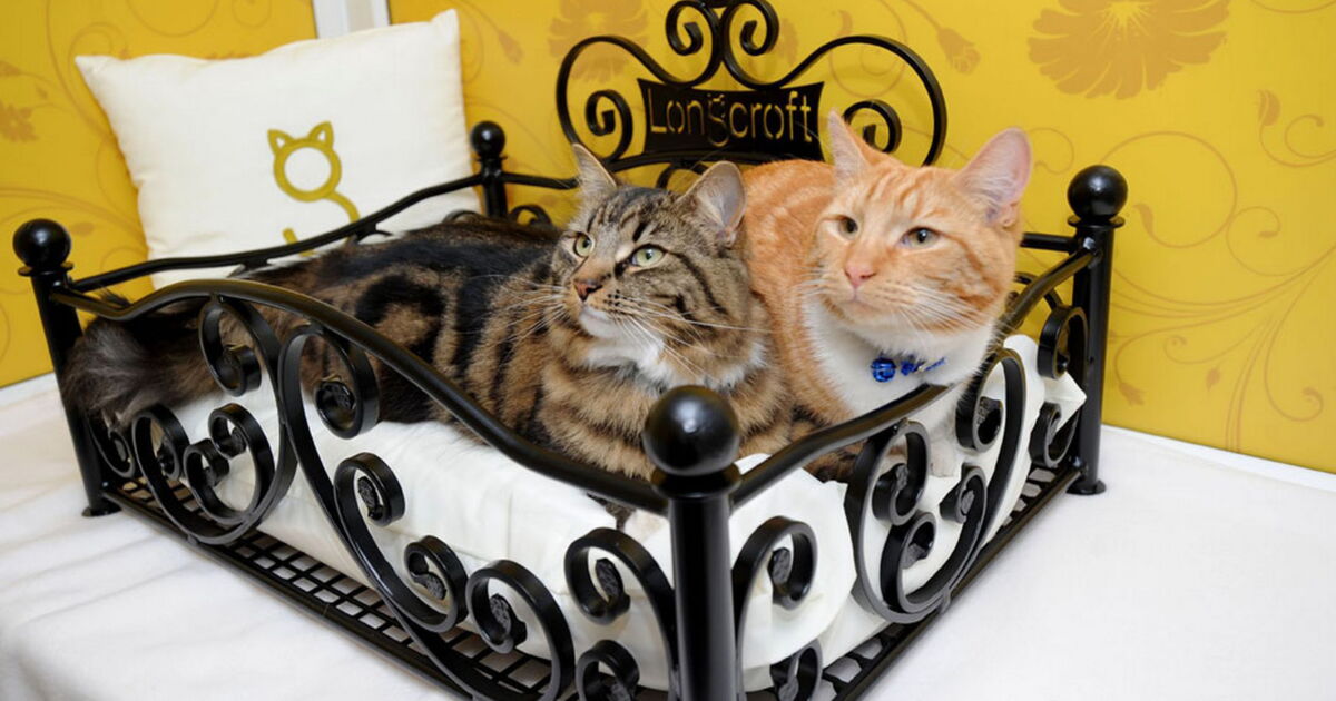 Bodenheizung und Himmelbett — für Katzen und Hunde travelnews.ch